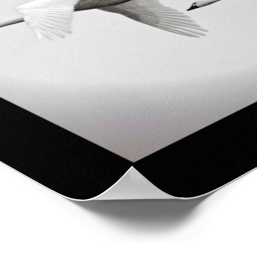 Poster Swan Duo (Coin)