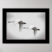 Poster Swan Duo (Devant)