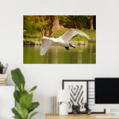 Poster Swan en vol (Bureau à domicile)