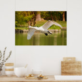 Poster Swan en vol (Cuisine)