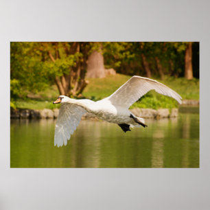 Poster Swan en vol