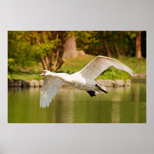 Poster Swan en vol (Devant)