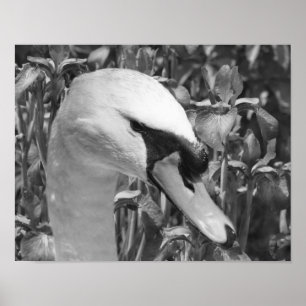 Poster Swan Irises Animal Black Blanc Imprimer