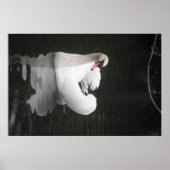 Poster Swan Natation (Devant)