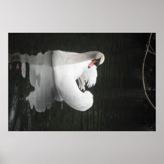 Poster Swan Natation (Devant)