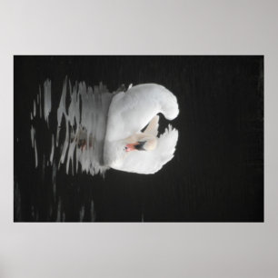 Poster Swan Natation