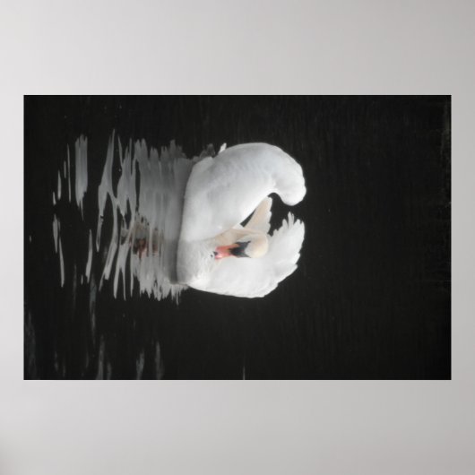 Poster Swan Swimming (Voorkant)