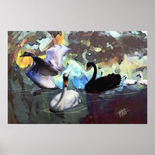 Poster Swans Natation (Devant)