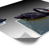Poster Swans Noirs Nageant Dans Des Étangs Dimensionnels, (Coin)