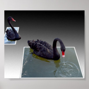 Poster Swans Noirs Nageant Dans Des Étangs Dimensionnels,