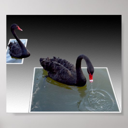 Poster Swans Noirs Nageant Dans Des Étangs Dimensionnels, (Devant)