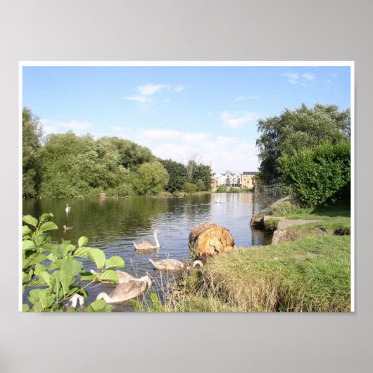 Poster Swans sur la rivière Liffey Dublin Irlande (Devant)