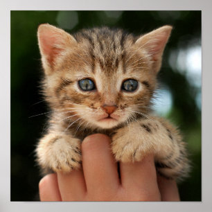 Poster Sweet Baby Kitten