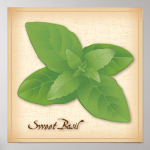 Poster Sweet Basil Herb
