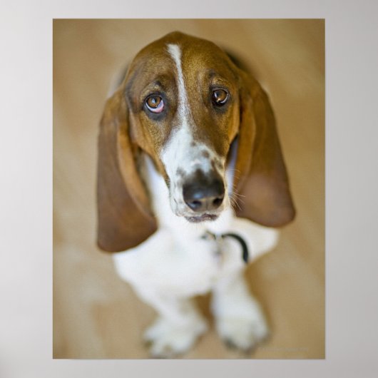 Poster Sweet Bassett Hound (Devant)