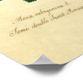 Poster Sweet Briar Rose (Coin)