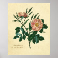 Sweet Briar Rose