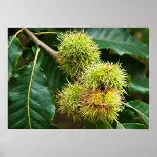 Poster Sweet Chestnut