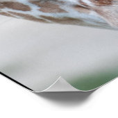 Poster Sweet Giraffe (Coin)