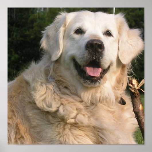 Poster Sweet Golden Retriever (Devant)