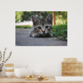 Poster Sweet Kitten Print (Cuisine)