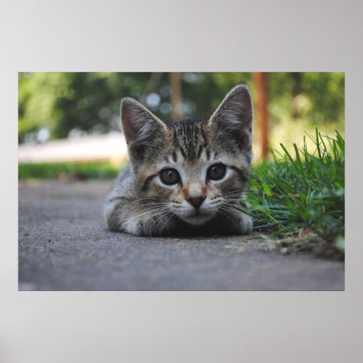 Poster Sweet Kitten Print (Devant)