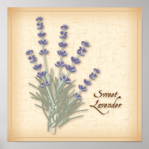 Poster Sweet Lavender