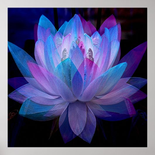 Poster Sweet Lotus.... (Devant)