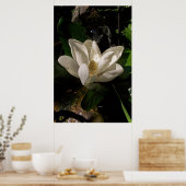 Poster Sweet Magnolia Blossom (Cuisine)