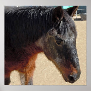 Poster Sweet Old Pony Horse - Chevaux et Ponies