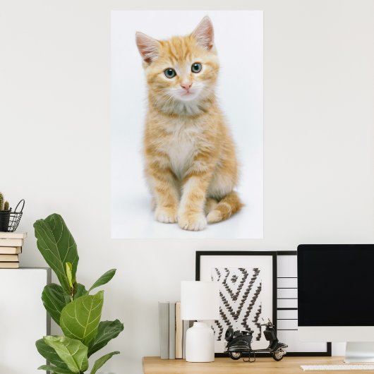 Poster Sweet Orange Tabby (Bureau à domicile)