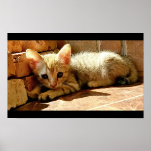Poster Sweet Sad Kitten