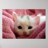 Poster Sweet soft kitten (Devant)