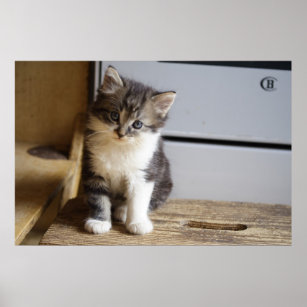 Poster Sweet Tomcat Kitten