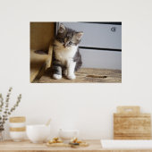 Poster Sweet Tomcat Kitten (Cuisine)