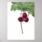 Poster Sweet Trillium Art Imprimer par Mary Vaux Walcott (Devant)