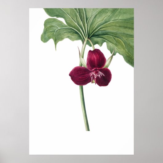 Poster Sweet Trillium Art Imprimer par Mary Vaux Walcott (Devant)