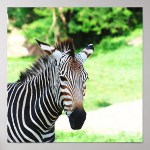Poster Sweet Zebra