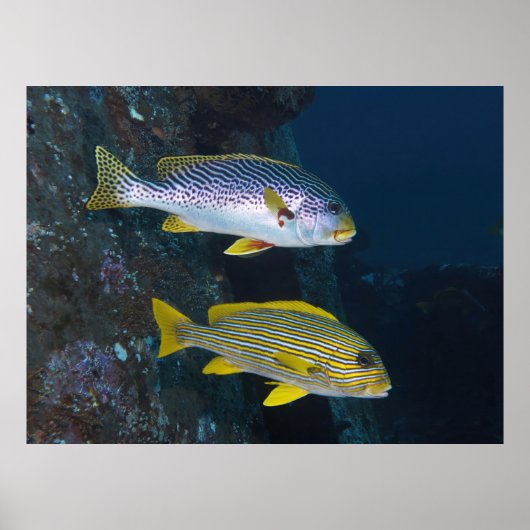 Poster Sweetlips Duo (Devant)
