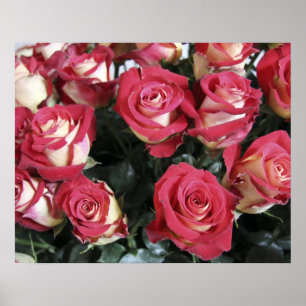 Poster Sweetness Rose arrangement at Hacienda Compania