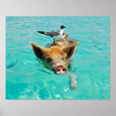 Poster Swimming pig (Devant)