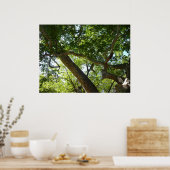 Poster Sycamore Tree Nature verte (Cuisine)