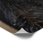 Poster Sykes ou singe bleu, Cercopithecus mitis, (Coin)