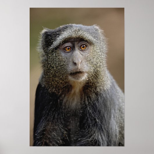 Poster Sykes ou singe bleu, Cercopithecus mitis, (Devant)