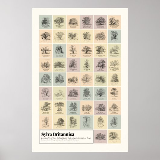 Poster Sylva Britannica (Devant)