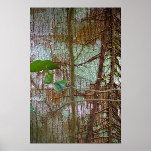 Poster Symbiose (Devant)