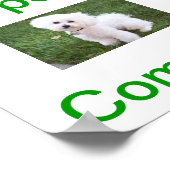 Poster SYMBOLE OUVERT Bichon Frise Dog (Coin)