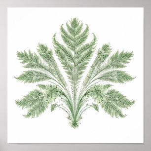 Poster Symétrie botanique complexe : Flore fractale