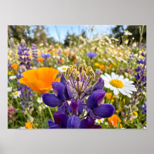 Poster Symphonie de prairie (Devant)