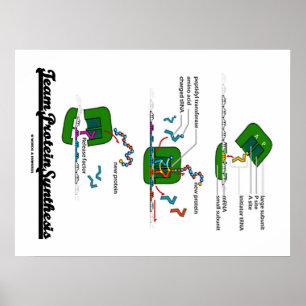 Poster Synthèse des protéines de l'équipe (biologie)